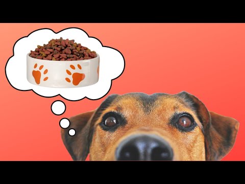 Dog Food - Emergency Storage!