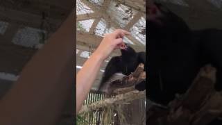 animale o pasare flamanda