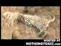 Leopard hunt goes wrong 