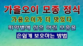 [텃밭농부 1,631]  가을오이 모종 정식. 가을오이가 더 맛있다! #오이재배