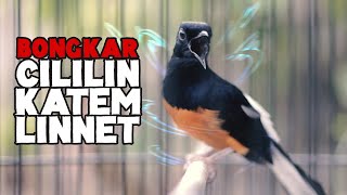 Download lagu Murai Batu GACOR Materi Se-Hutan Melatih Fighter murai BONGKAR ISIAN mp3 Download lagu Murai Batu GACOR Materi Se-Hutan Melatih Fighter murai BONGKAR ISIAN mp3