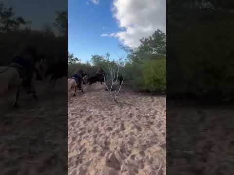 Haras Portal, Jeremoabo/Bahia, na pega de boi 2.