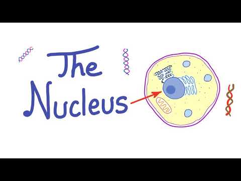 The Cell Nucleus - “the control freak” - Histology, Biology, Anatomy and Physiology