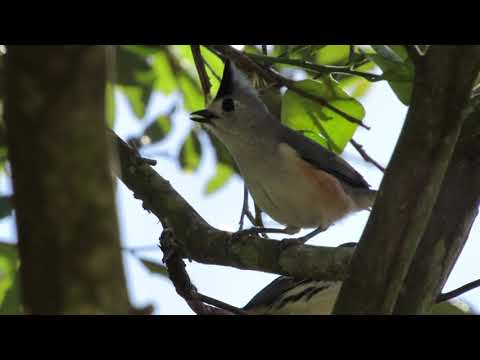 Black-crested Titmouse Calling