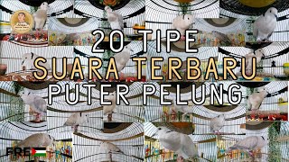 Download lagu 20 Macam Suara Puter Pelung Gacor Suara Panjang 🔥 Manakah Menurut Anda Yang Paling Bagus Lur ❓ mp3 Download lagu 20 Macam Suara Puter Pelung Gacor Suara Panjang 🔥 Manakah Menurut Anda Yang Paling Bagus Lur ❓ mp3