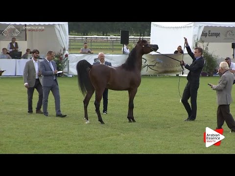 1st - N.60 LUIGI - Chantilly 2016 World Cup - Colts 2 years old (Class 7)