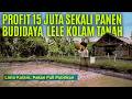 Pemuda Desa Raup 15 Juta Per Panen Dari Budidaya Lele Kolam Tanah