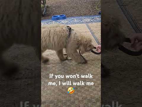 #puppiesofyoutube #puppy #brodythefluffy #brodytheboss #brody #cute #goldendoodlepuppy #pets