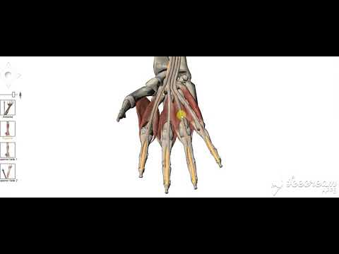 Flexor digitorum profundus 7