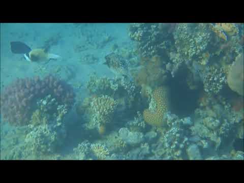 2017-11-23, Egypt, Safaga, Snorkeling, MaskenkugelFische