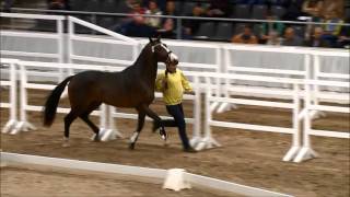 Video von Cascadello Boy Rm