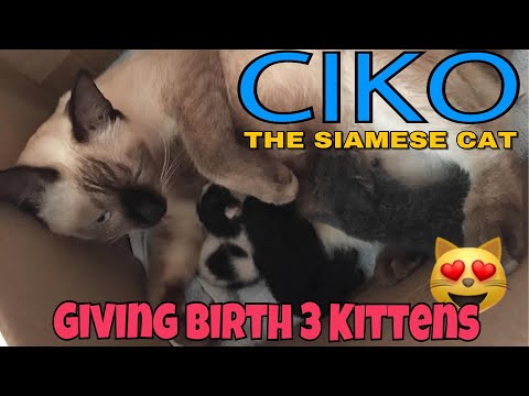 The Siamese Cat Giving Birth 3 Kittens