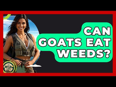Can Goats Eat Weeds? - The Wild Life Explorer
