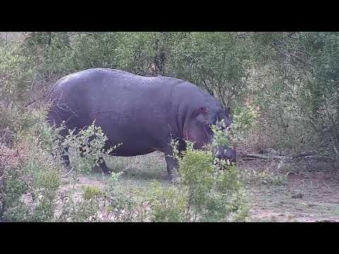 Djuma: New visiting Hippo arrives - 05:08 - 11/15/21