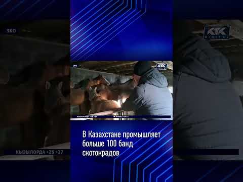 В Казахстане промышляет больше 100 банд скотокрадов