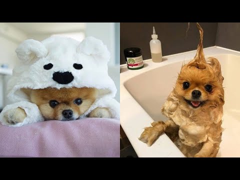 Tente não rir 🤣♥️ Os doguinhos mais fofos e engraçados.