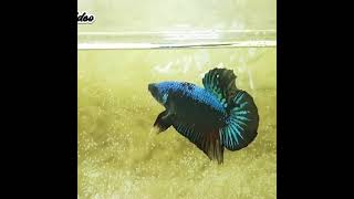 Download lagu story wa ikan cupang mp3