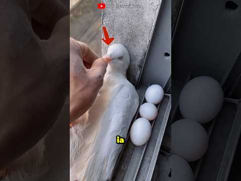 Burung Ini Mati di Samping 3 Telurnya.😭