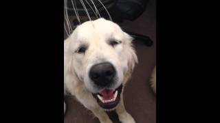 Dog enjoys head massage