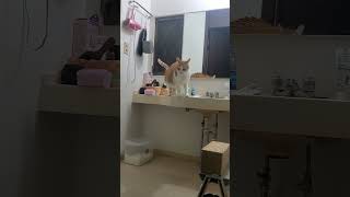 天井にいたくそでか生物を狙う猫。降りてこいと訴えるも効果なし。