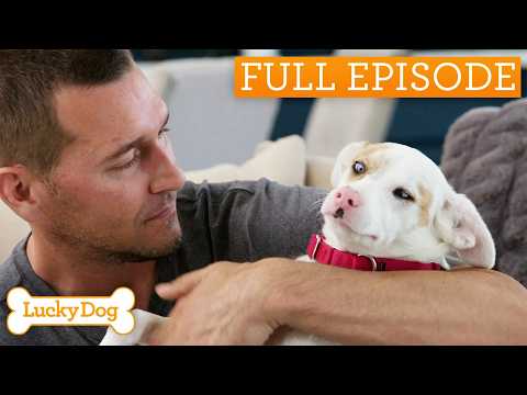 Blind And Deaf Dog Becomes Loyal Service Companion | Lucky Dog Double Episode