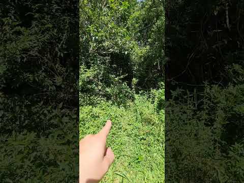 Terreno 10x40 loteamento Turmalina no Riacho grande depois Balsa. Ref:TER999