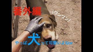 どこの世界でも犬ってかわいいよね！！【ファークライ5】番外編#1