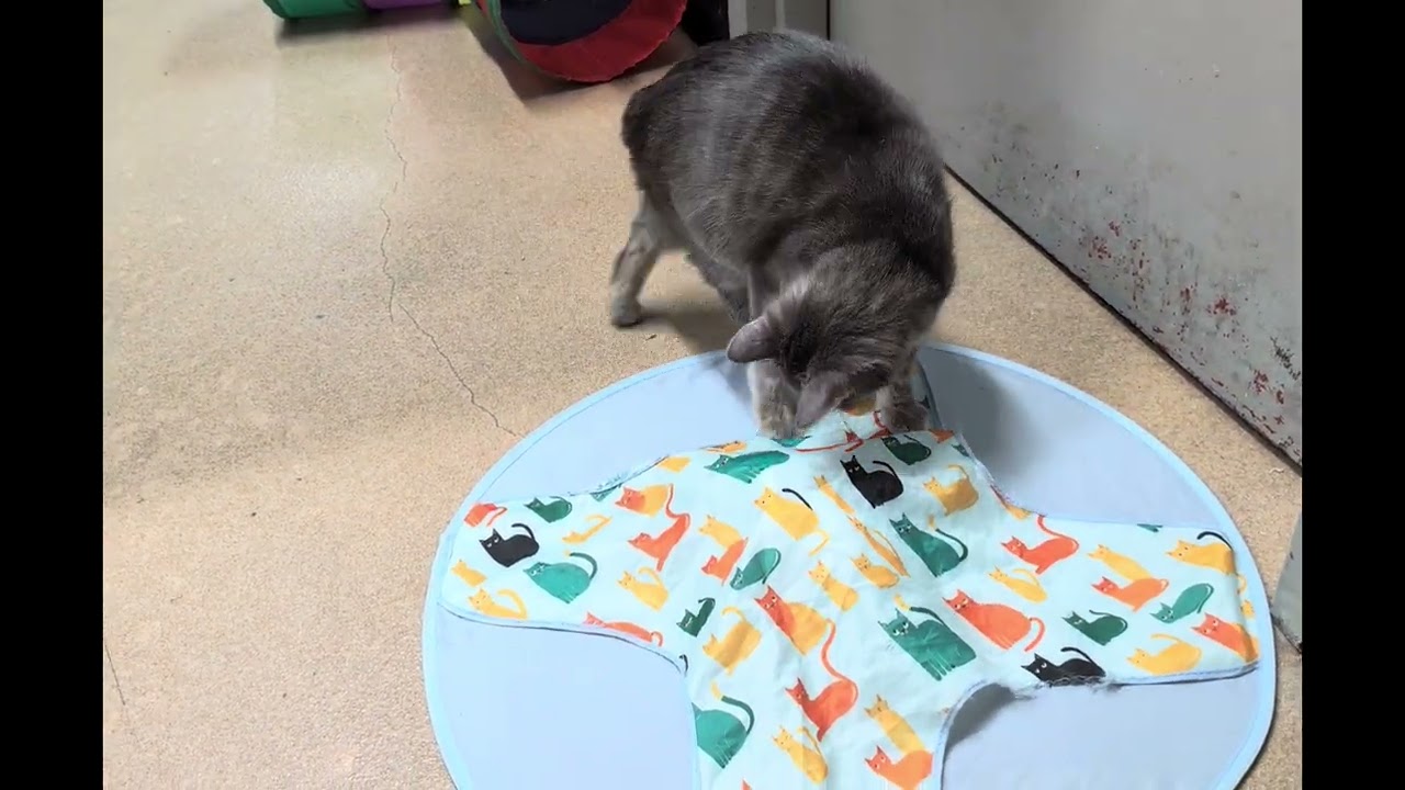 Enlarge Dorothy (FeLV+), a ADOPTABLE mixed breed in The Colony, TX video 2/5