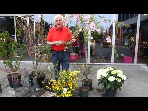 Die Felsenbirne im VOL.AT-Gartentipp