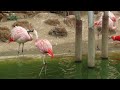 A Male Chilean Flamingo Disrupts The Copulation Of Another Pair Of Birds