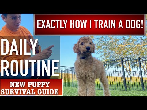 This is EXACTLY How I Train a Dog! Daily Puppy Training Routine! NEW PUPPY SURVIVAL GUIDE  (Ep 13)