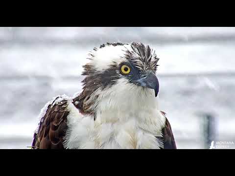 Louis says What is this stuff?  Iris says, get me fish! 2019 04 09 13 50 30 688