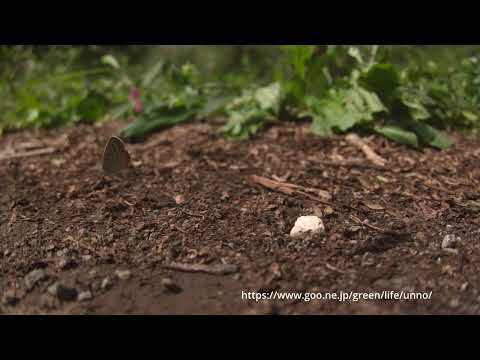 ヤマトシジミの飛翔