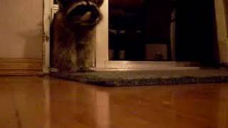 Raccoon house burglar