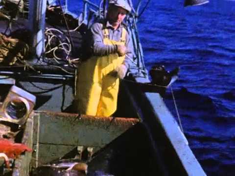 Fishing Vessel Polaris Longlining 1950