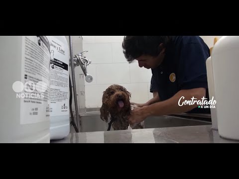 Roberto Funes Ugarte SE PROBÓ como VETERINARIO #ContratadoXunDía - Telefe Noticias