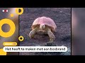 Huh? Deze schildpadden zijn helemaal roze geworden
