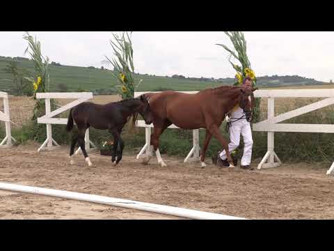 HF v  Bohemian   Damon Hill, Züchter Bernd Eisenmenger