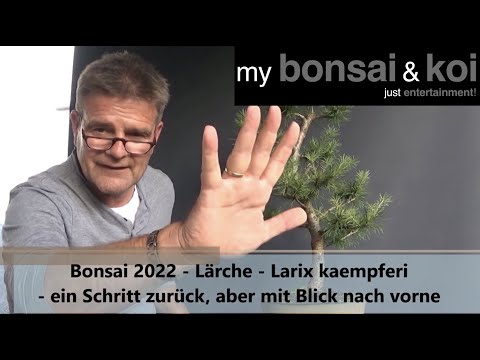 Bonsai 2022-25 - Lärche - Larix kaempferi - ein Schritt zurück, aber mit Blick nach vorne
