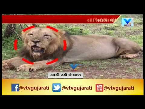 Gir Lions Death Case: Viral Video of Lion Suffering from Canine Distemper Disease | Vtv News