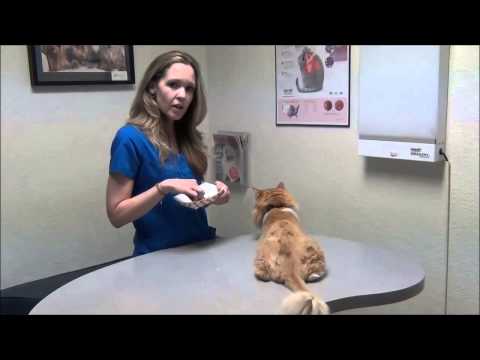 Insulin Basics for your Diabetic Cat