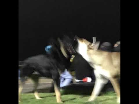 Ascension X Paper Klown, Kemal, Anonimos y Korteza