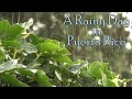 Relaxing Rain Sounds For Sleeping Raining In Puerto Rico With Coqui Frogs