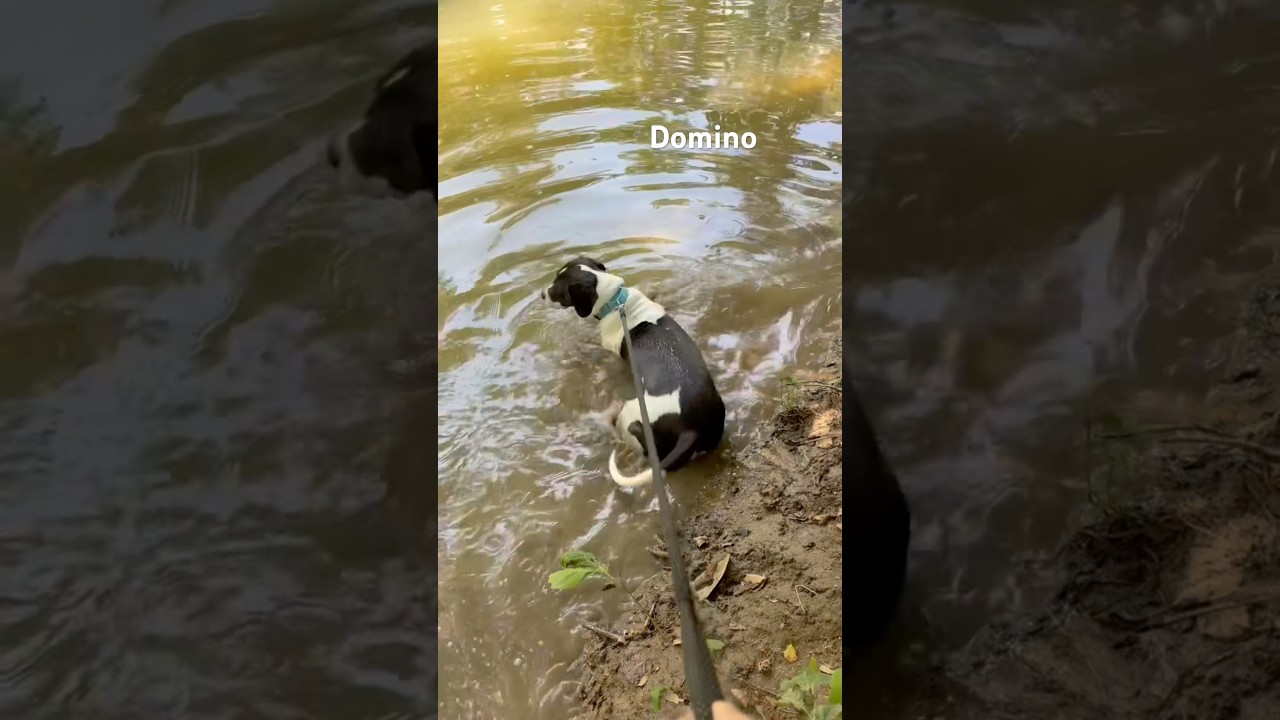 Domino, a Adoptable Hound in La Grange, KY video 3/6