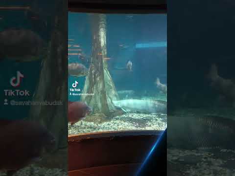 How is this happening????|Edit Ig?|Chioka Is Ready!