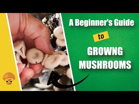 5 Steps to Growing Mushrooms: A Beginner's Guide