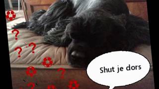 l 'oiseau noir et l' oiseau blanc