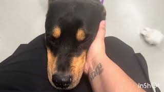Video preview image #1 Rottweiler Puppy For Sale in Hillsboro, NH, USA