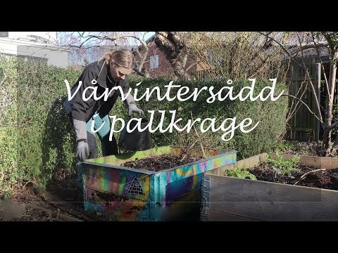 Vårvintersådd i pallkrage