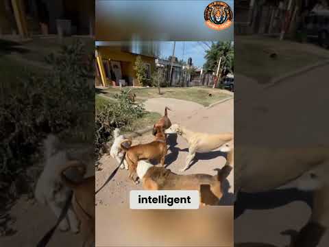 This Dog Stayed Calm When 5 Dogs Surrounded Him!